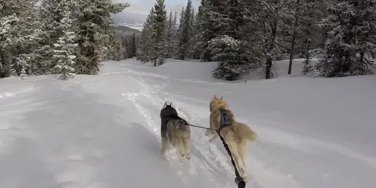 Breckenridge Skijoring: What