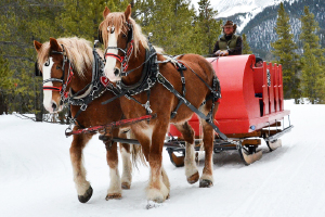 Dinner Theater Sleigh Rides in Breckenridge CO