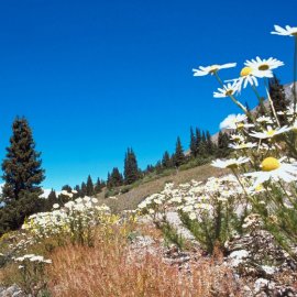 Nestled in the mountains of Colorado, Breckenridge is a year-round vacation destination.