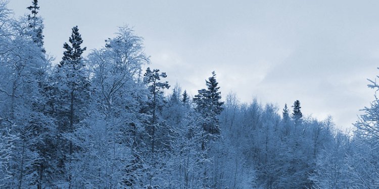 Breckenridge dinner sleigh Rides